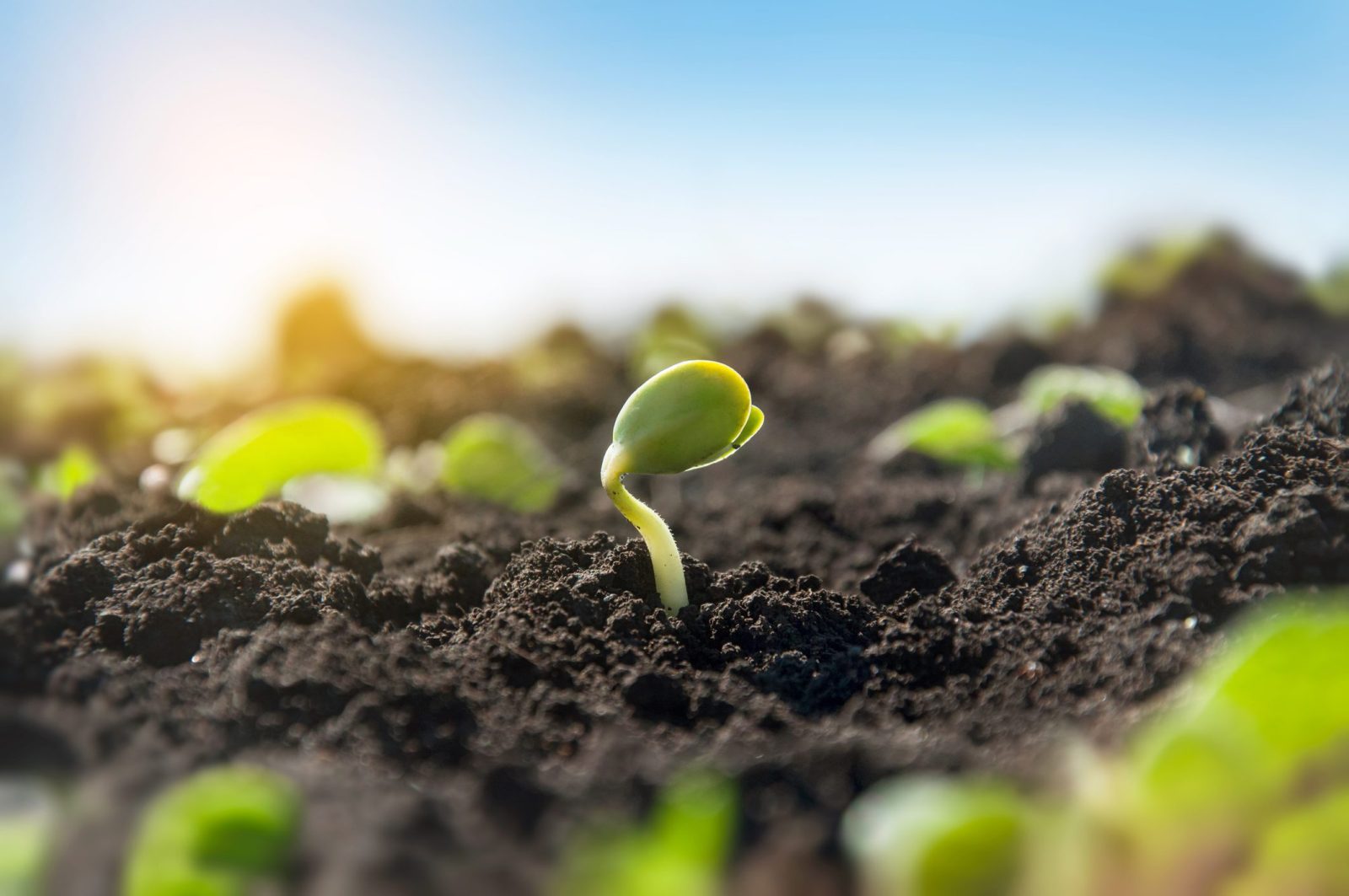 Lehet fenntartható egy agrárbefektetés? Az MKB és a Takarékbank szakértőivel beszélgettünk