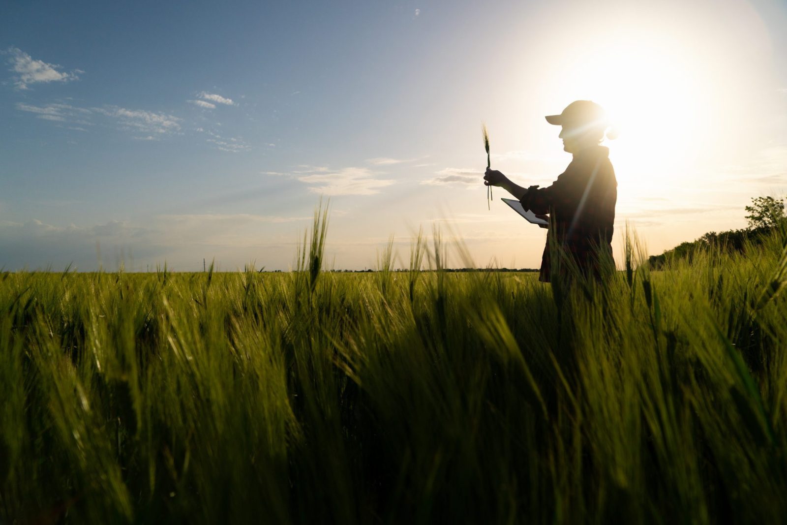 MBH AgrárTrend Index: Óvatos optimizmus jellemzi a magyar mezőgazdaság szereplőit