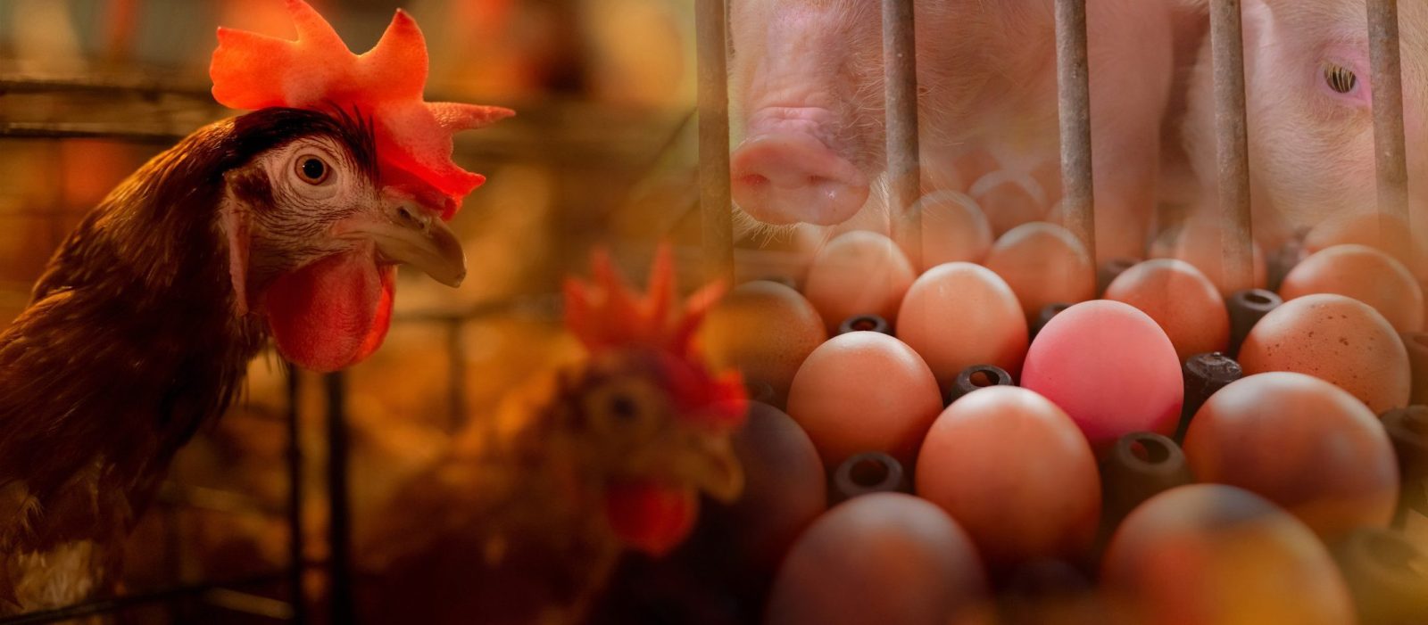 MBH AgrárTrend Index: Kulcsfontosságú az agrárium ellenállóképességének növelése  